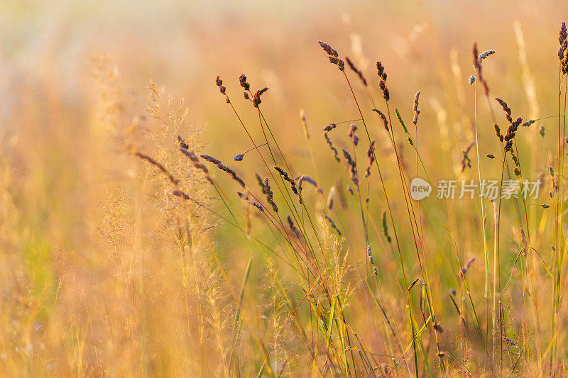 夕阳下的草地