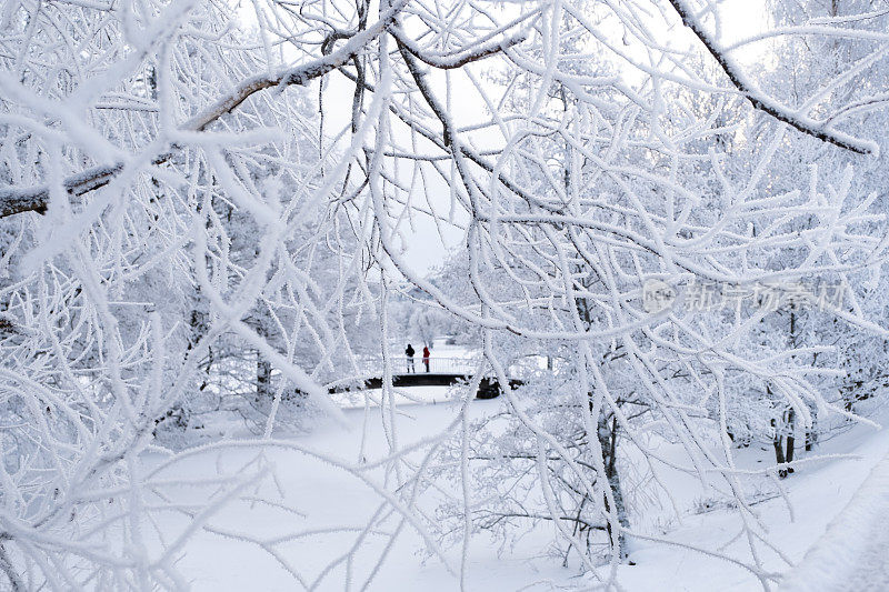 冬天的风景。在城市公园的湖面上，被冰雪覆盖的树枝和一座木制人行桥。拉赫蒂寒冷的冬日。