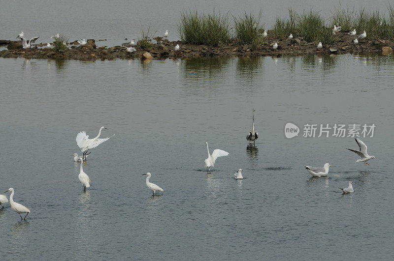 鸟类在山东省的一个湿地公园里进食