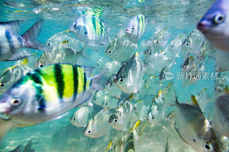 一群鱼在清澈的蓝色海洋里游泳。