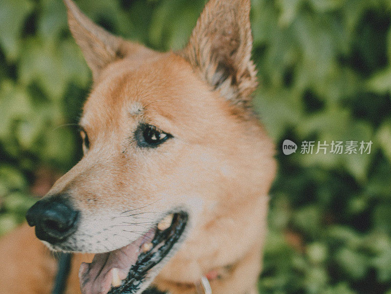 救援犬库存图片