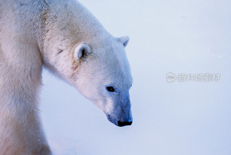 近距离野生北极熊行走在雪哈德逊湾海岸