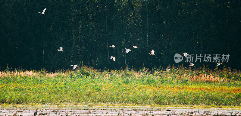 成群的野鸟，大白鹭或阿尔巴在沼泽上空飞翔。这种野生鸟类也被称为普通白鹭，大白鹭，或大白白鹭或大白鹭。全景，全景视图拍摄场景