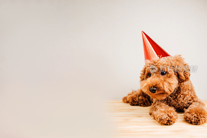 一只红色的小狮子狗在浅色背景上戴着喜庆的红色帽子庆祝生日。庆祝背景与空白空间