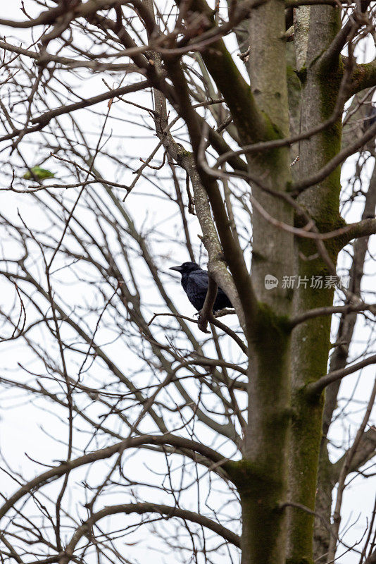 乌鸦在树上休息，法国巴黎杜伊勒里