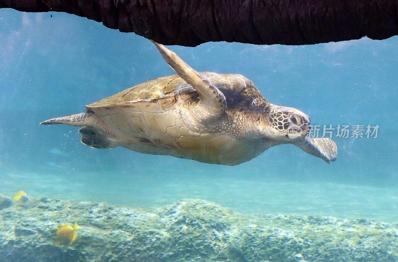 水族馆里的海龟