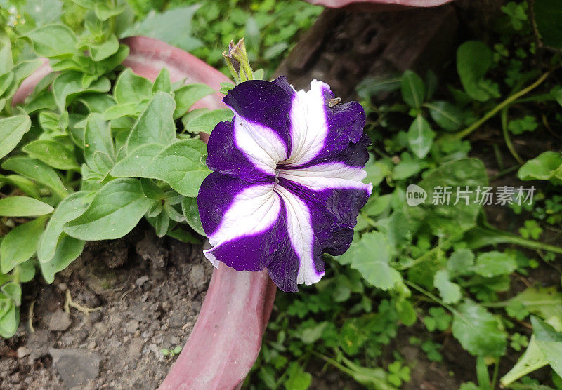 花园开花植物-矮牵牛花。颜色:紫色带白线。