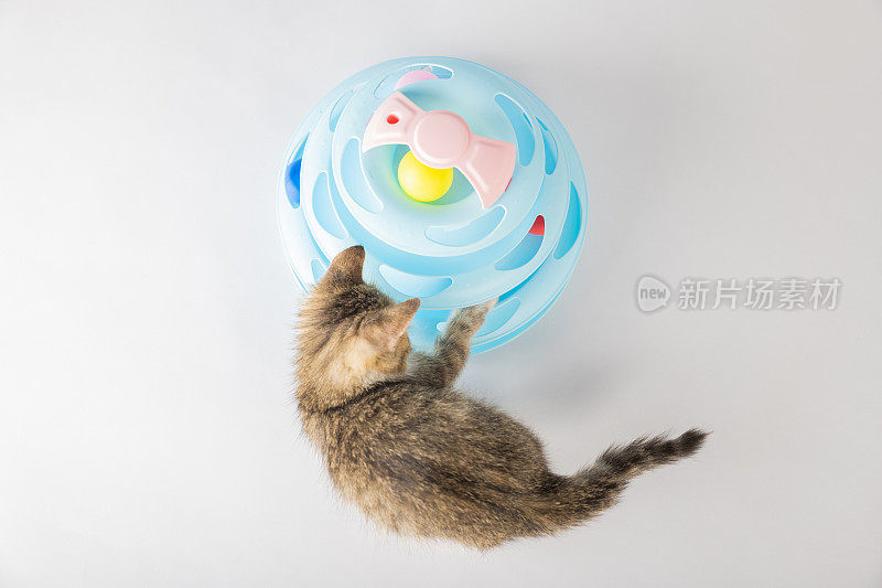 一只小猫玩着蓝色的玩具金字塔螺旋塔，捕捉到了一只快乐宠物的本质。这是一幅有趣又可爱的猫咪肖像，这只猫的滑稽动作一定会让你微笑。