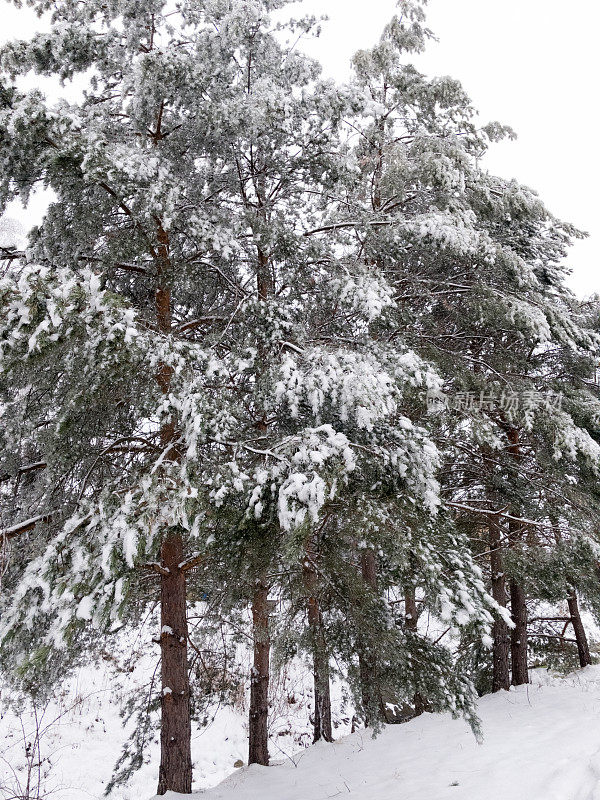 白雪覆盖的圣诞树。