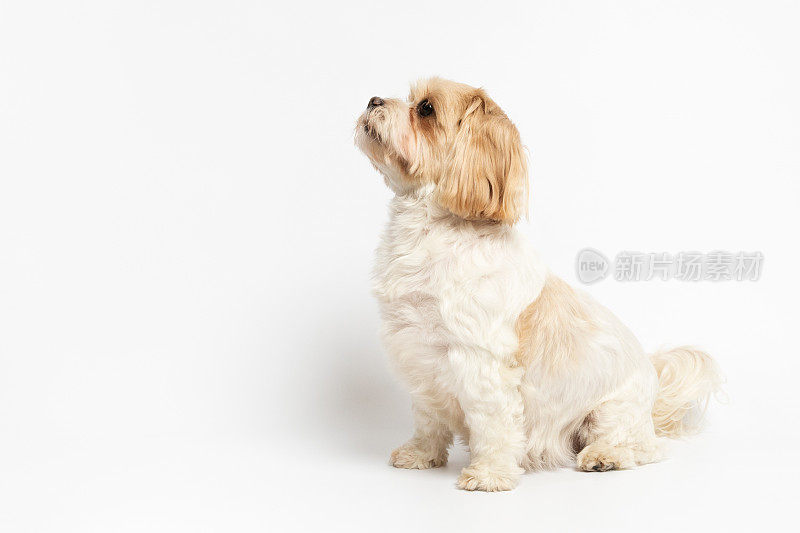 可爱的小狗坐在工作室拍摄的白色背景。西施犬和马尔济斯犬杂交