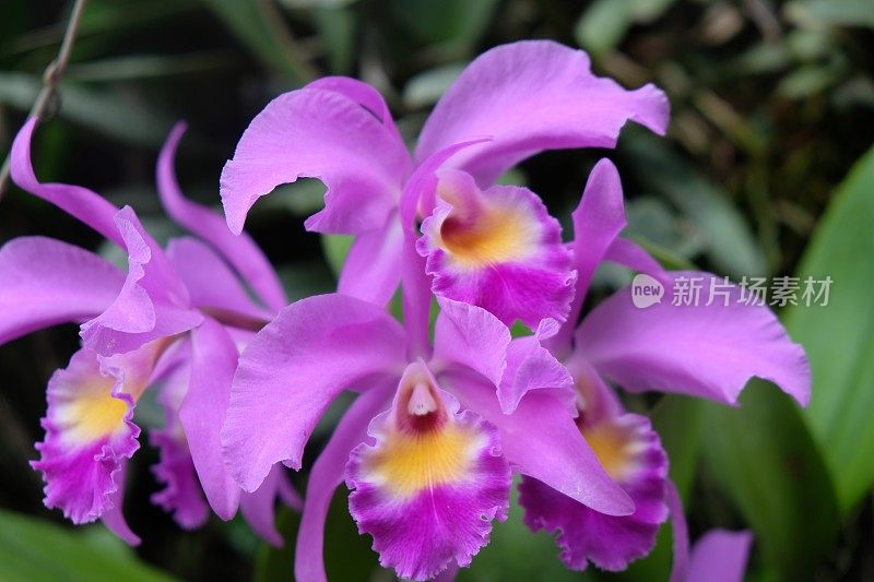 印尼龙葵，印尼稀有紫色兰花。卡地亚，也被称为深红色卡地亚或牛唇卡地亚，是卡地亚的一种。紫色的兰花。