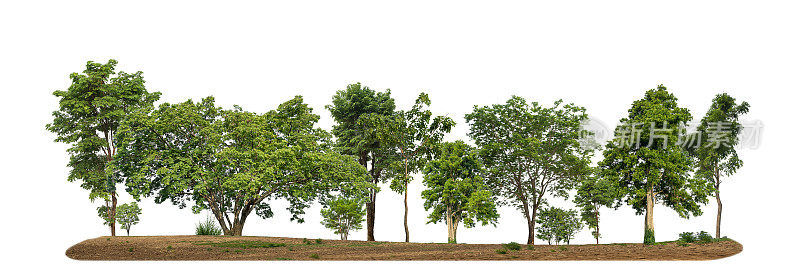 绿色的树木被隔离在白色的背景上，森林和夏季的树叶，用于印刷和带有切割路径和alpha通道的网