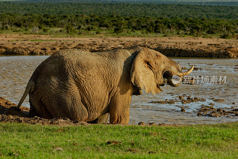 一头大象坐在水坑岸边，决定下一步该做什么。