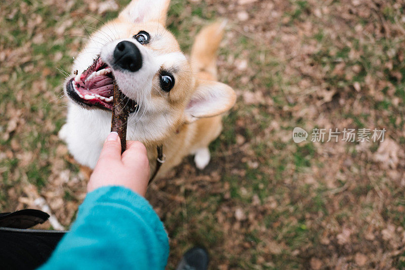 狗主人玩棍子