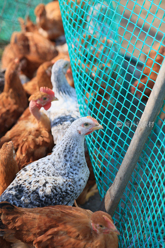 一群小鸡和灰色、白色、红色的公鸡在村里的院子里散步，啄食着食物。夏日里，篱笆后面的鸡在啄食户外的食物。