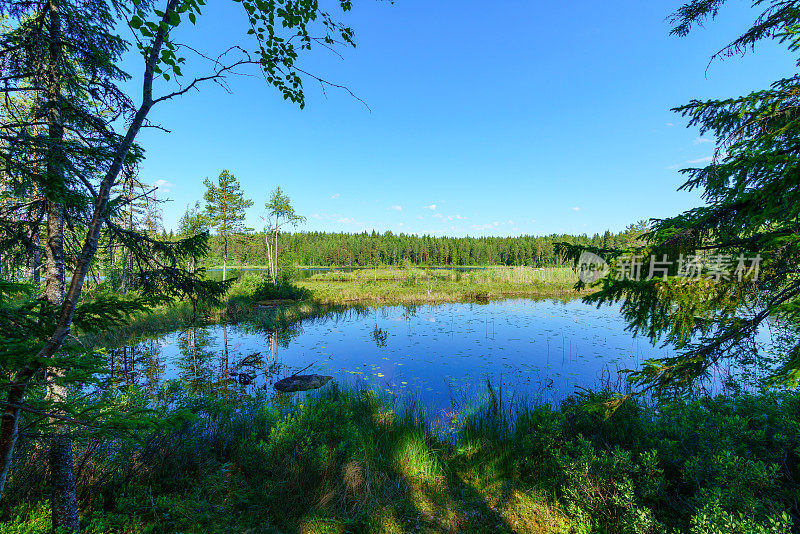 从一个被郁郁葱葱的绿色森林环绕的小湖上欣赏美丽的夏日景色