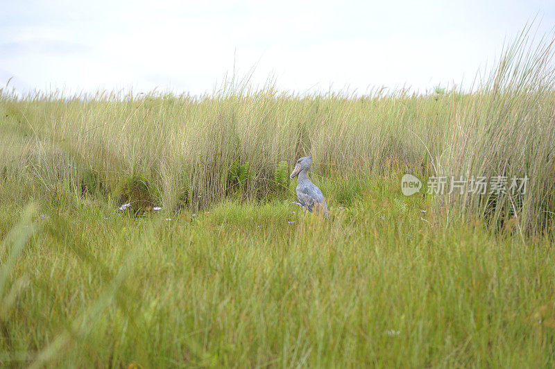 shoebill