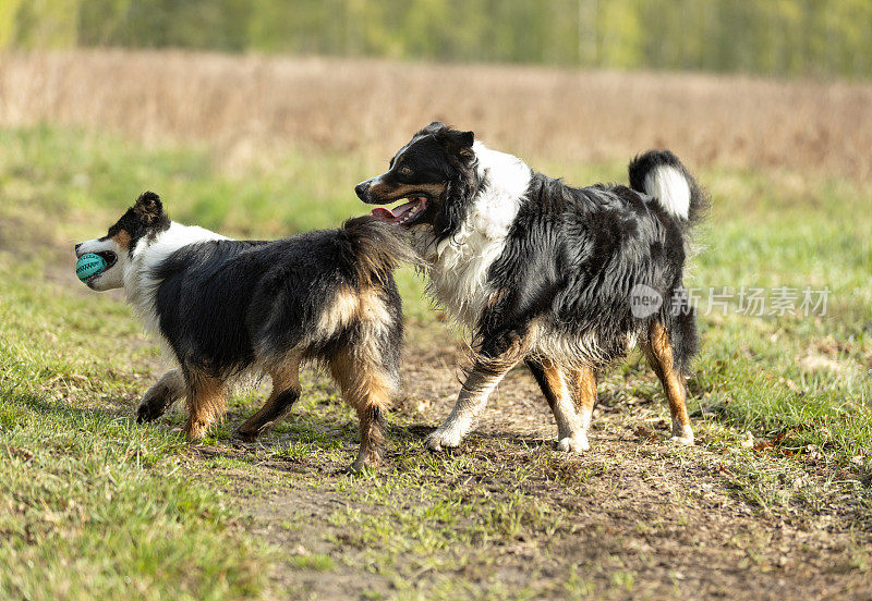 阳光明媚的一天，两只澳大利亚牧羊犬在草地上玩球。