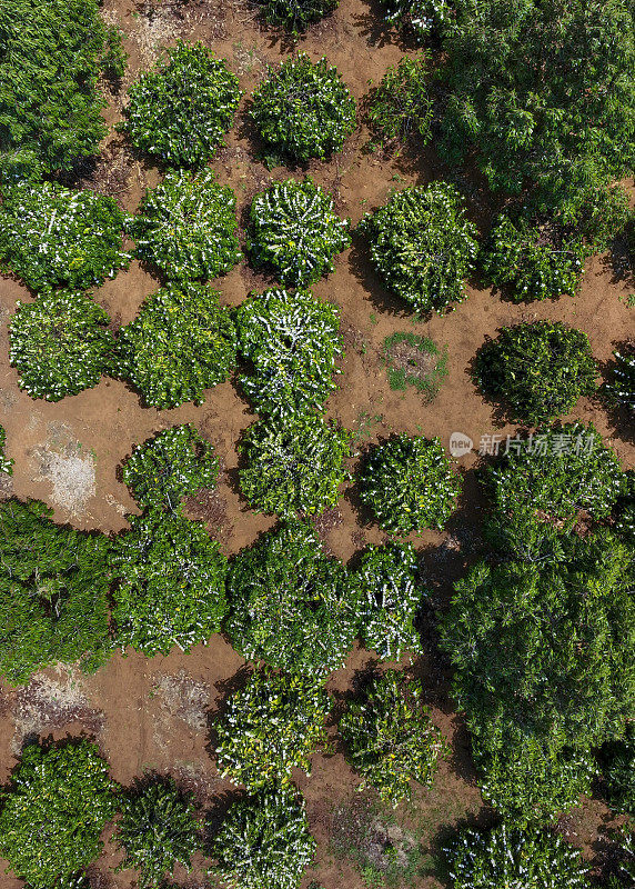 航空拍摄的大型咖啡园，嘉莱省，越南中部高地