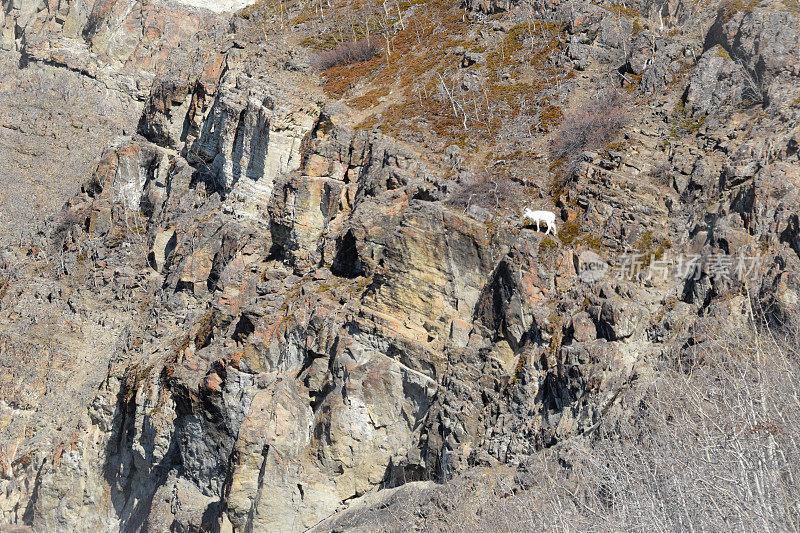 丘加奇山脉——岩石峭壁上的大羊