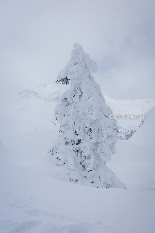 新鲜的粉雪覆盖了森林里的树