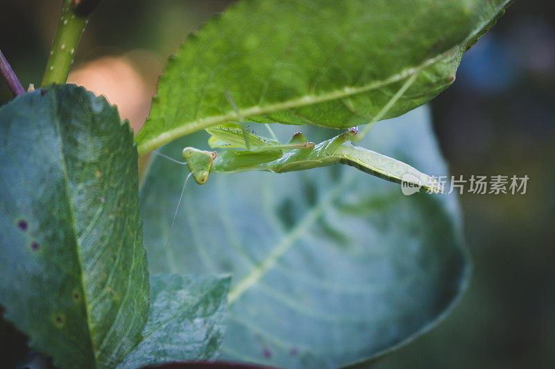 绿螳螂看着相机。可爱的螳螂在花园里。昆虫的生活。野生动物的概念。昆虫学的概念。蚱蜢在草地上。螳螂在树上。夏日的自然细节。