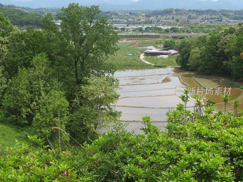 种植水稻的稻田景观