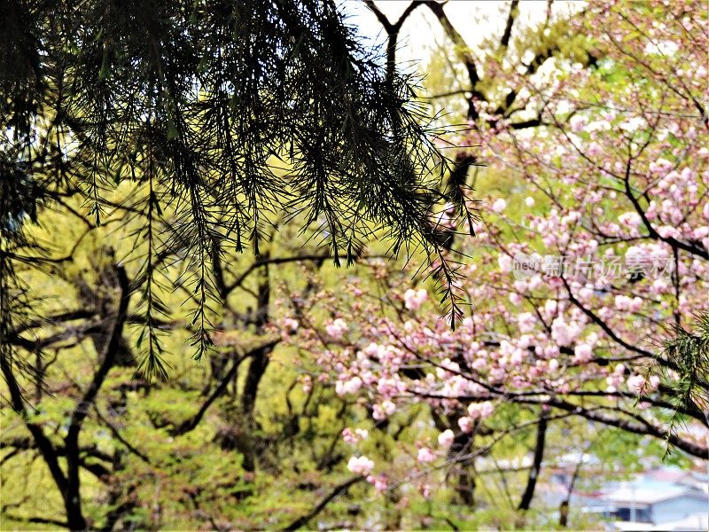 日本。四月里晴朗的一天。佐野市片山公园的樱花。