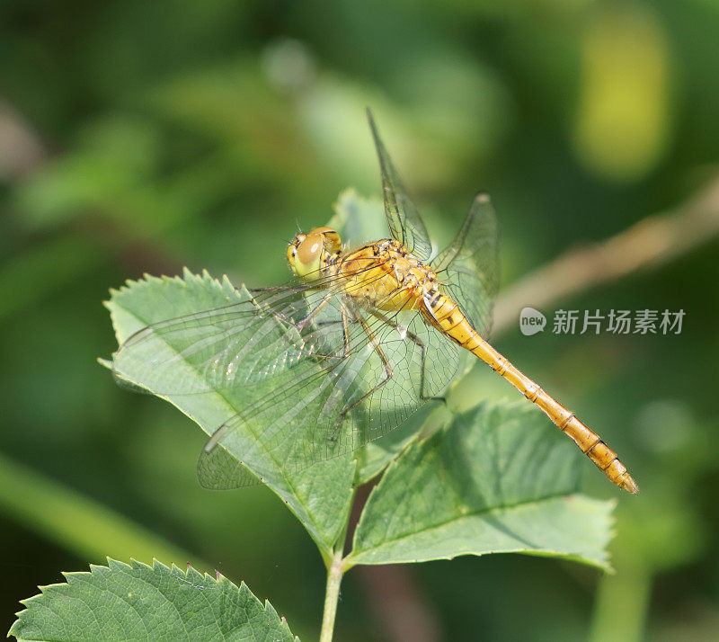 南方飞镖蜻蜓(经点合峰)雌性