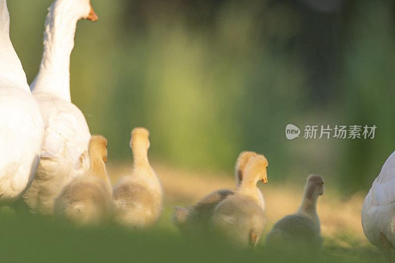 在一个春天的傍晚，家鹅在草地上孵出小鹅