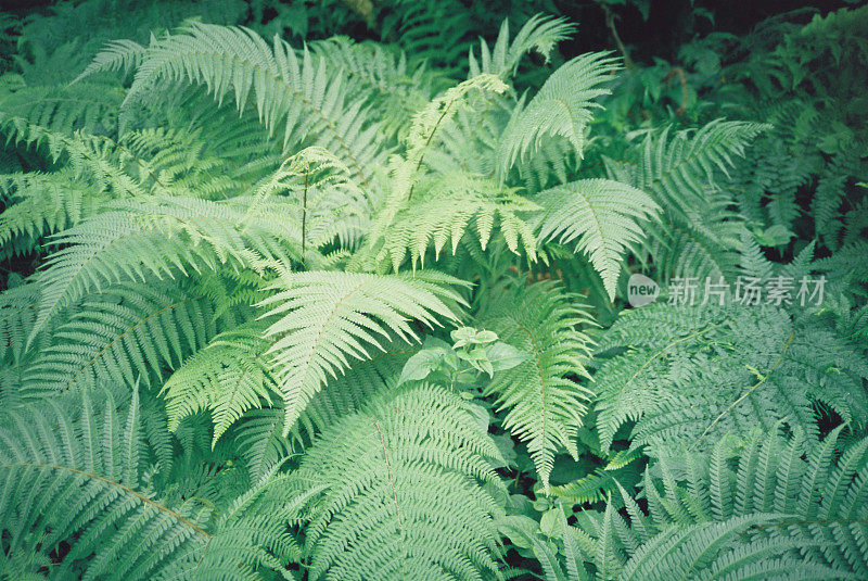 在野外生长的蕨类植物