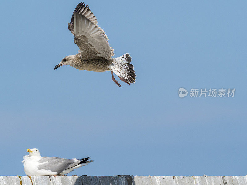 海鸥飞过混凝土防波堤