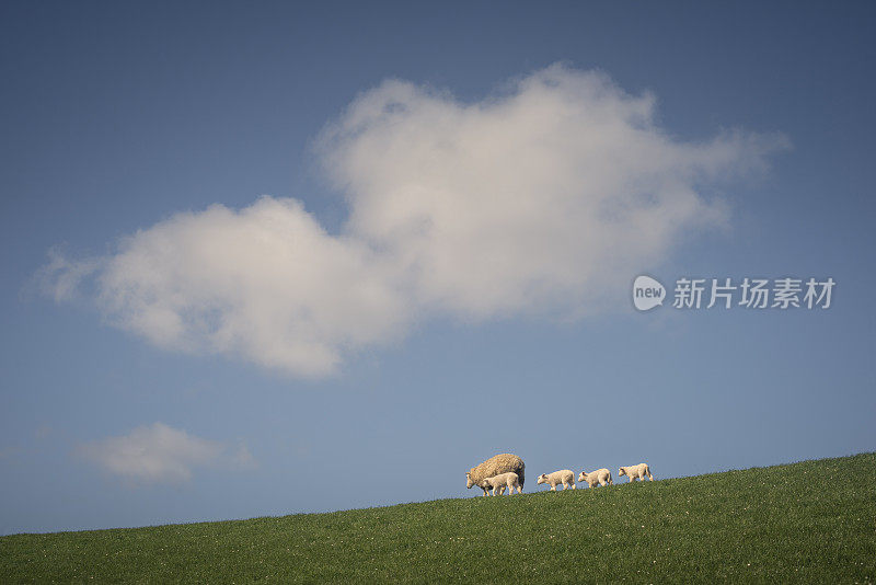 羊群一家子在堤坝上排成一行走着