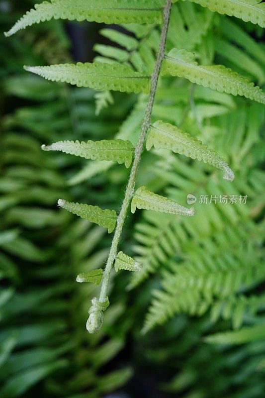 绿色的蕨类植物