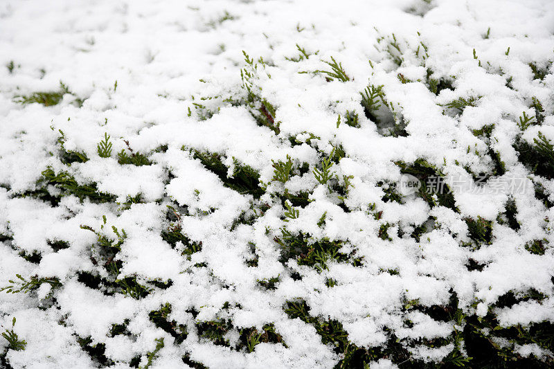 雷兰(雷兰塞浦路斯柏树x雷兰)树篱覆盖在冬天的雪