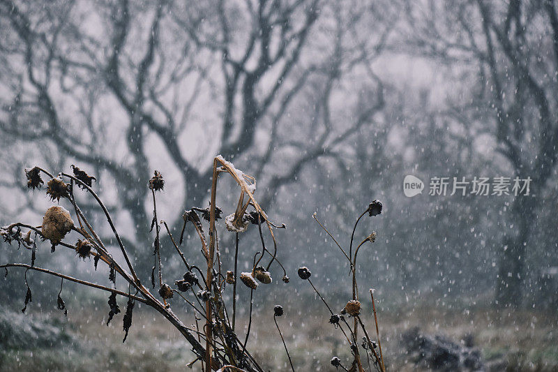 冬天的乡村田野上飘落的雪花，背景是光秃秃的成熟树木，前景是枯死的向日葵。