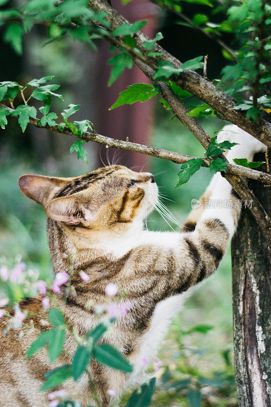 猫用树挠爪子