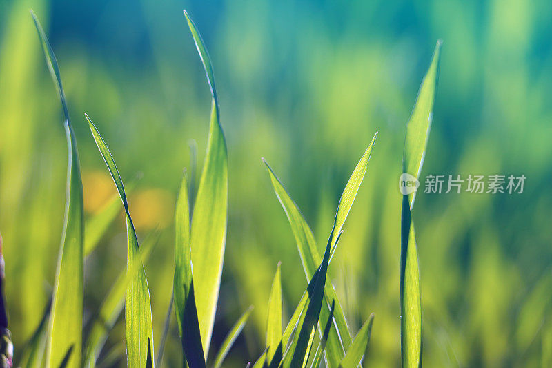 春天，微距拍摄绿草如茵