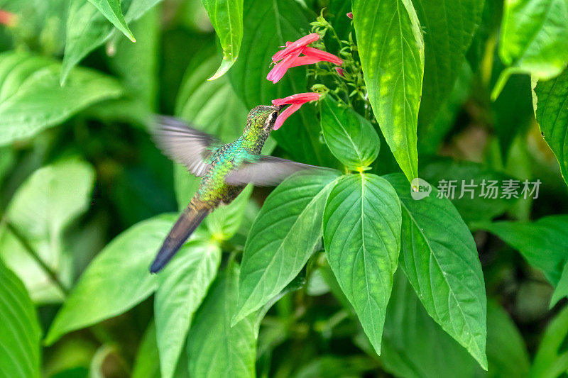 蜂鸟的飞行