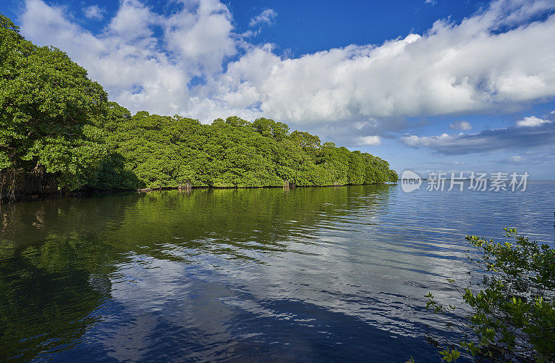 加勒比海国家伯利兹城附近伯利兹河沿岸美丽的红树林