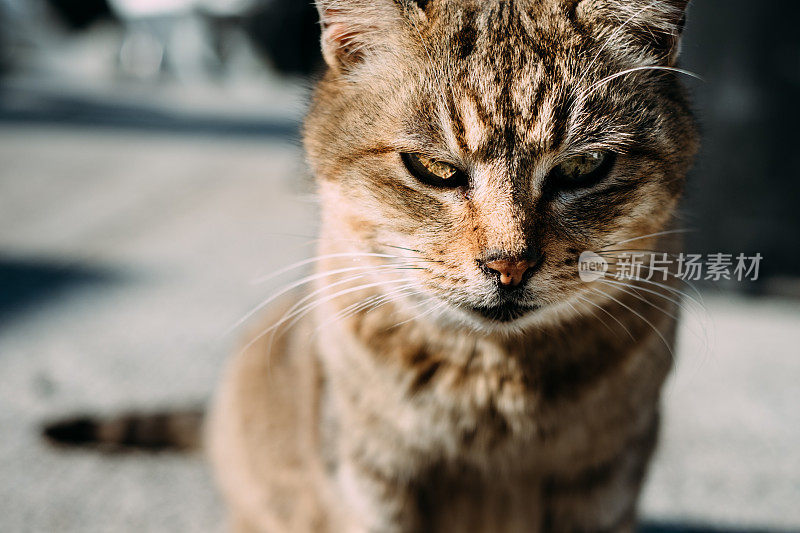 一脸冷淡的猫