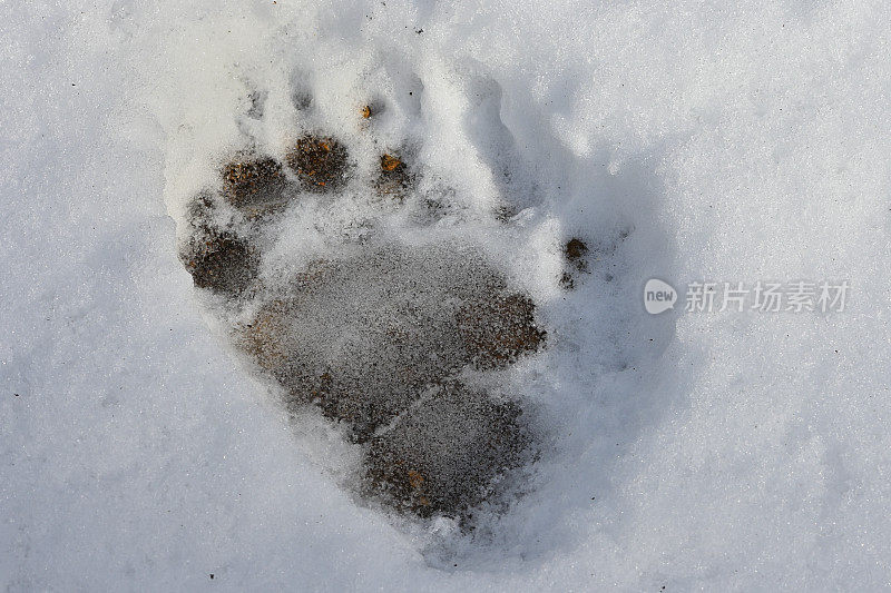 黑熊在雪地上横冲直撞