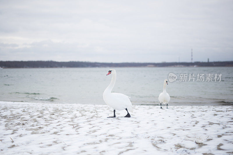 湖上的天鹅，冬天，雪花