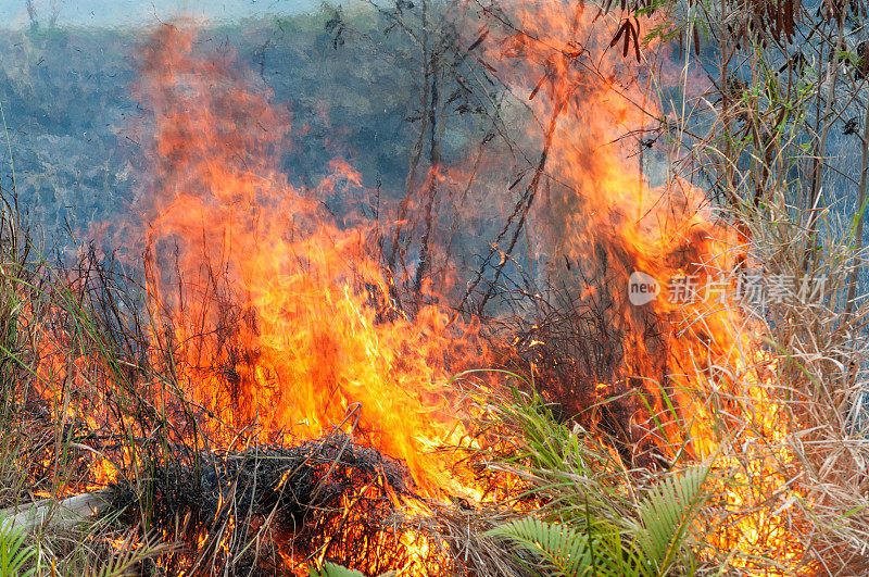 干枯的草和灌木燃烧着巨大的火焰