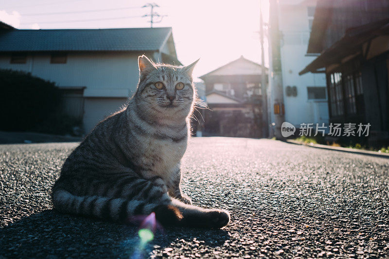 一只猫在巷子里放松的画面