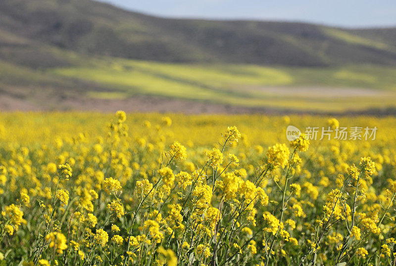 加利福尼亚的黄色野花