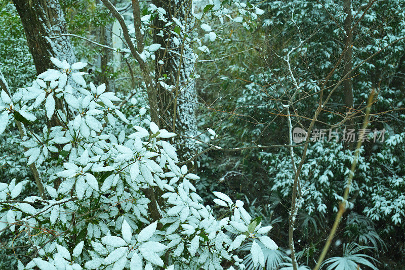 雪弯树，Tamagawajosui，日本东京(2022年1月)