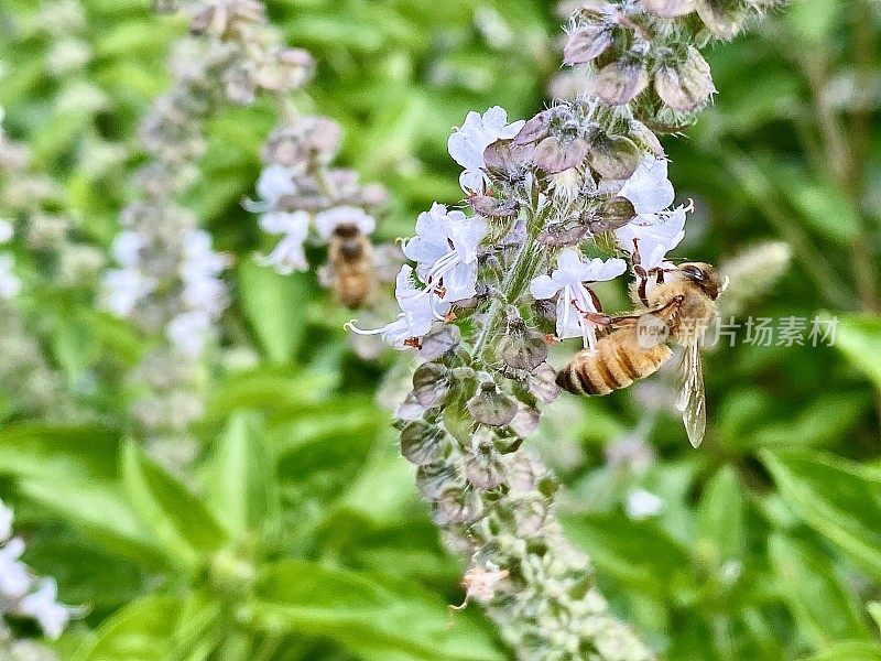 蜜蜂从罗勒花中收集花粉