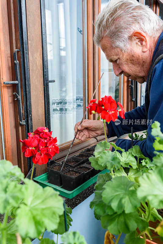 老人在玻璃阳台上检查播种的土壤，为新的家庭园艺季节做准备