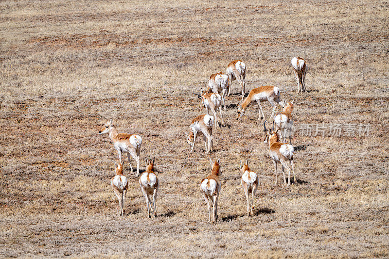 叉角羚(或羚羊)群离开了，在科罗拉多中部吃草和漫游